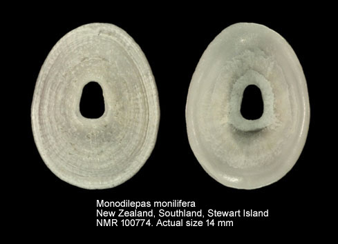 Monodilepas monilifera.jpg - Monodilepas monilifera (Hutton,1873)